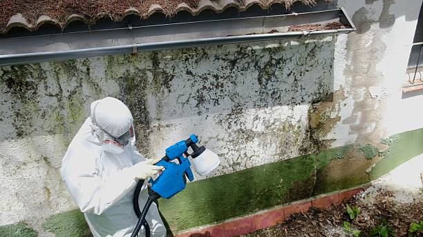 Trusted Crawl Space Mold Removal service in Brentwood, PA - Cheap Mold Removal